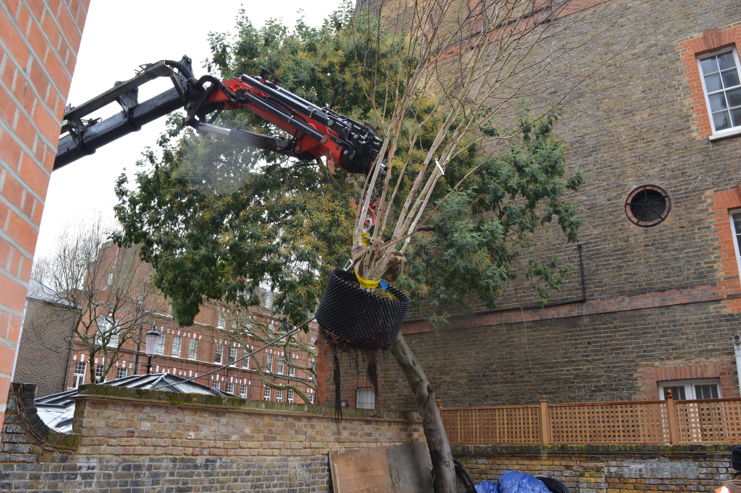 Tree Lifting in London