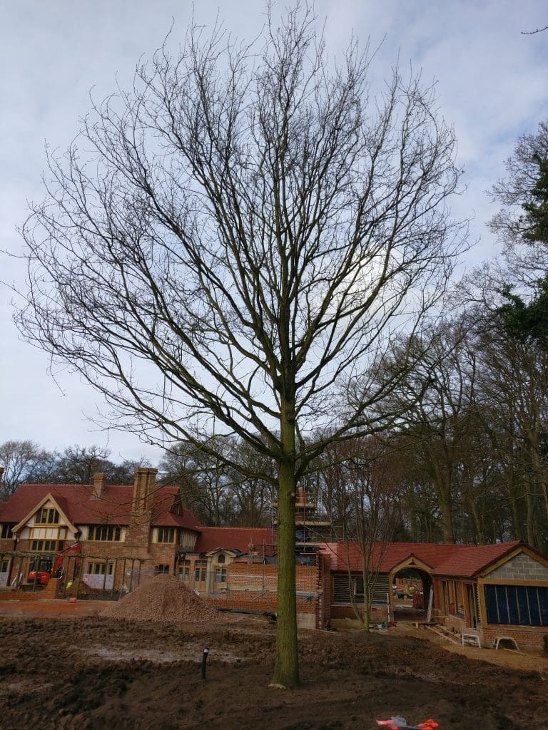 Large tree just planted