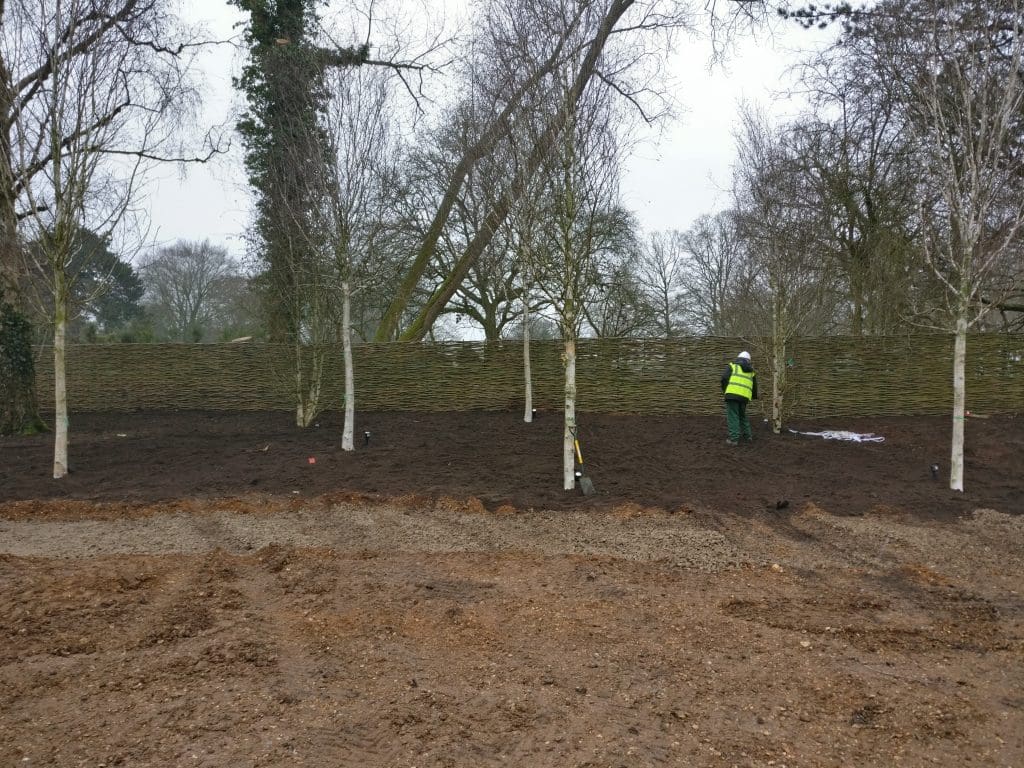 Silver birch trees just planted