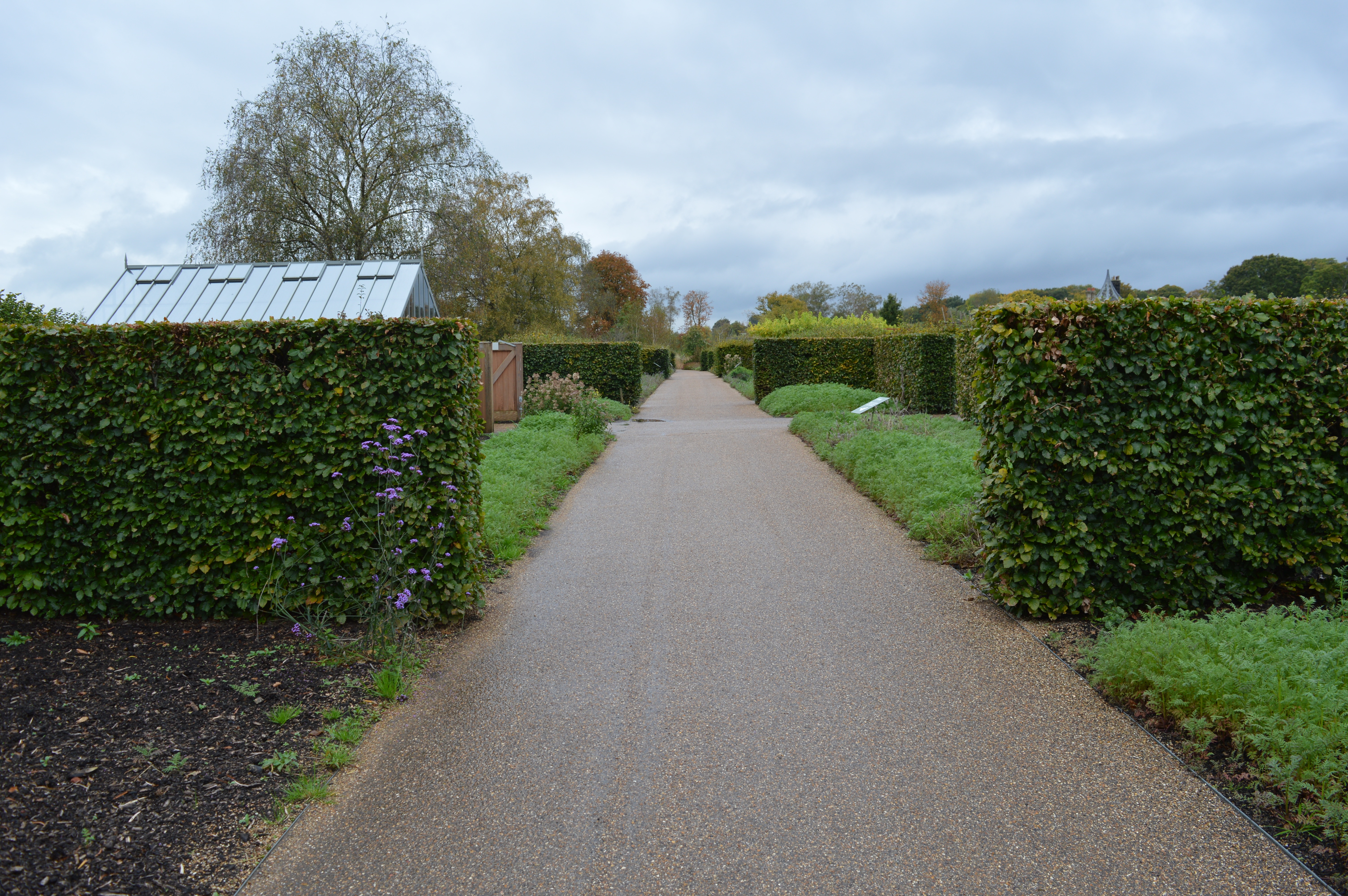 Beech Hedge Planting, RHS Bridgewater, Manchester