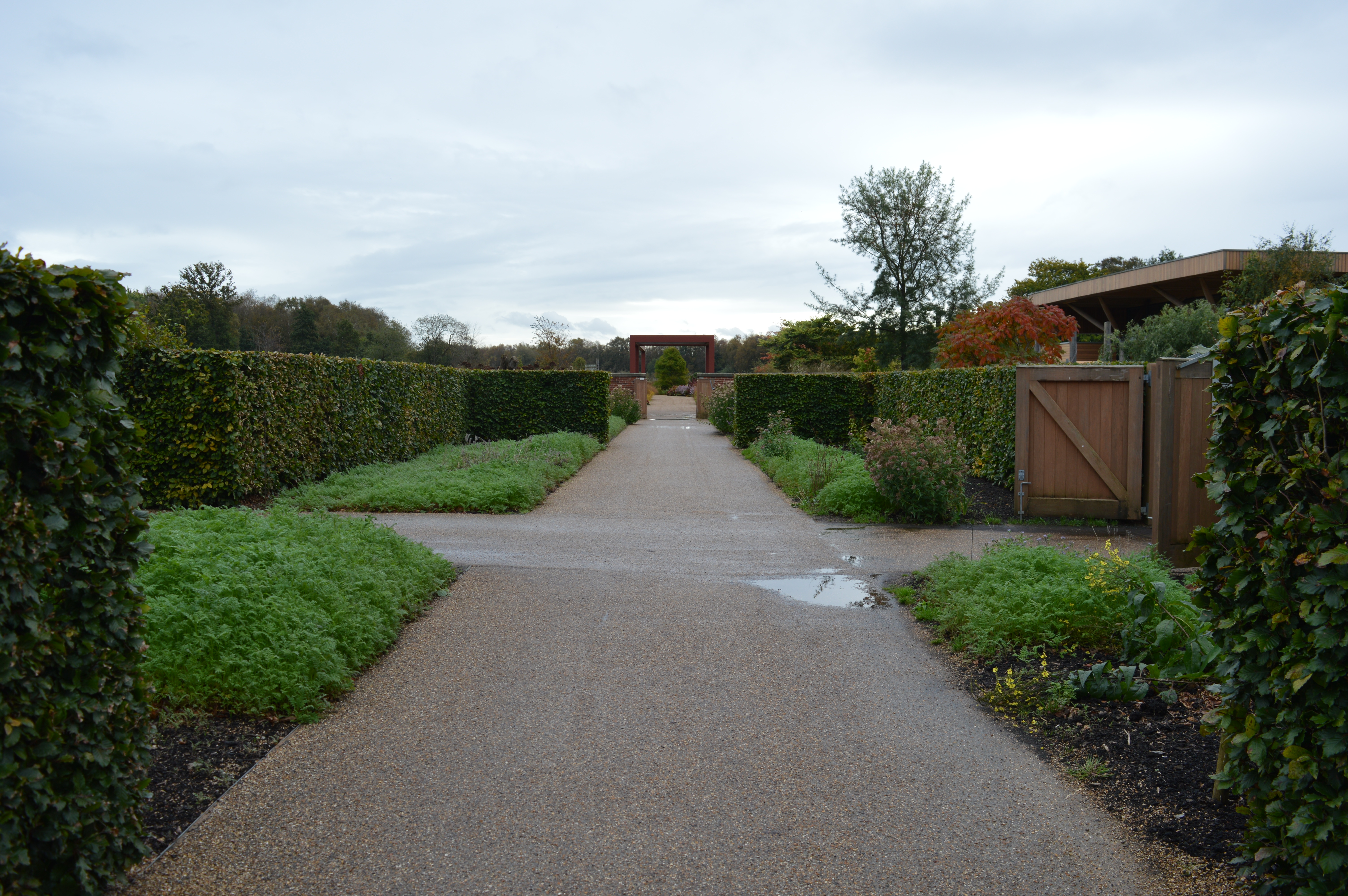 Beech Hedge Planting, RHS Bridgewater, Manchester