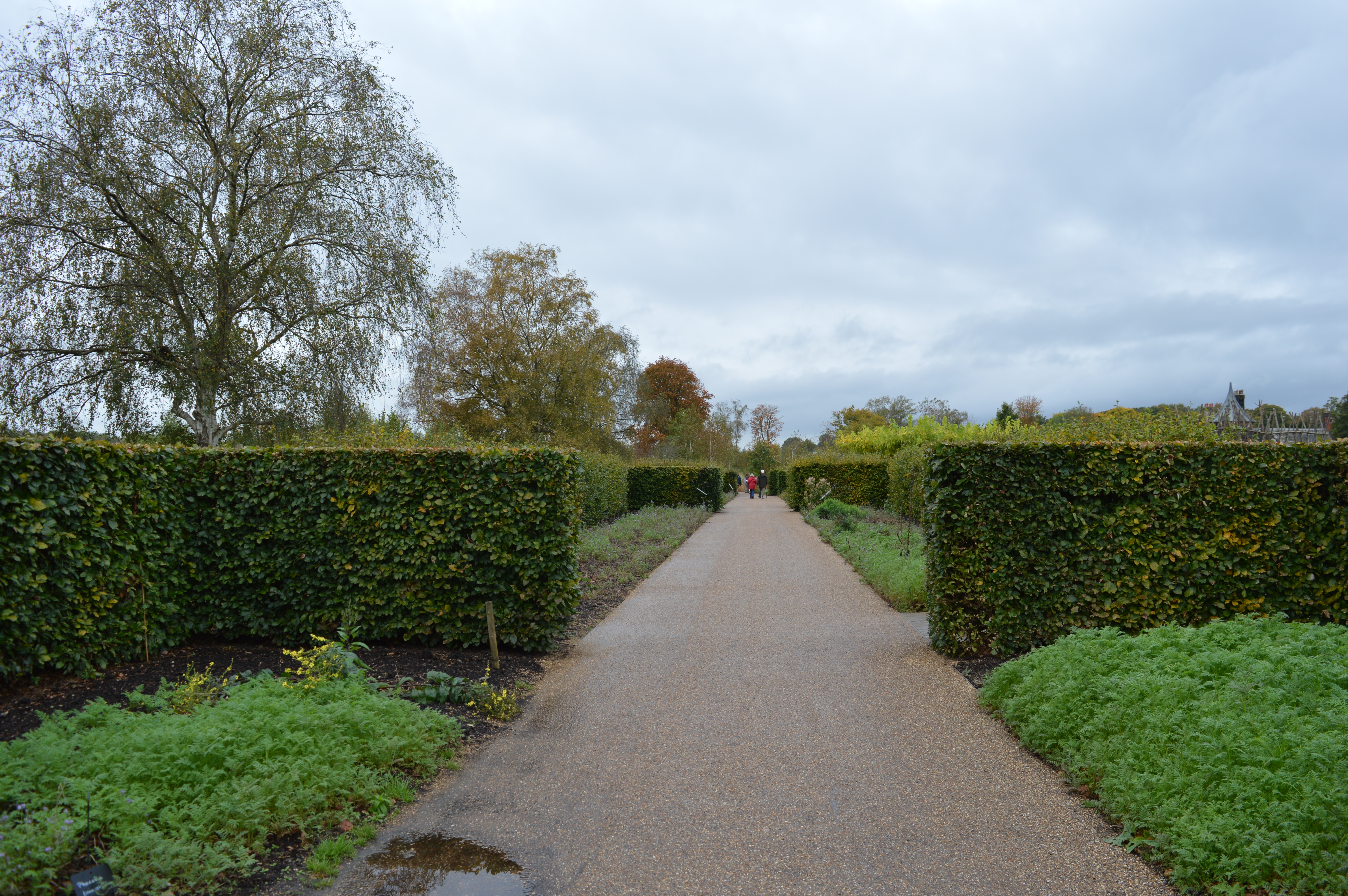 Beech Hedge Planting, RHS Bridgewater, Manchester