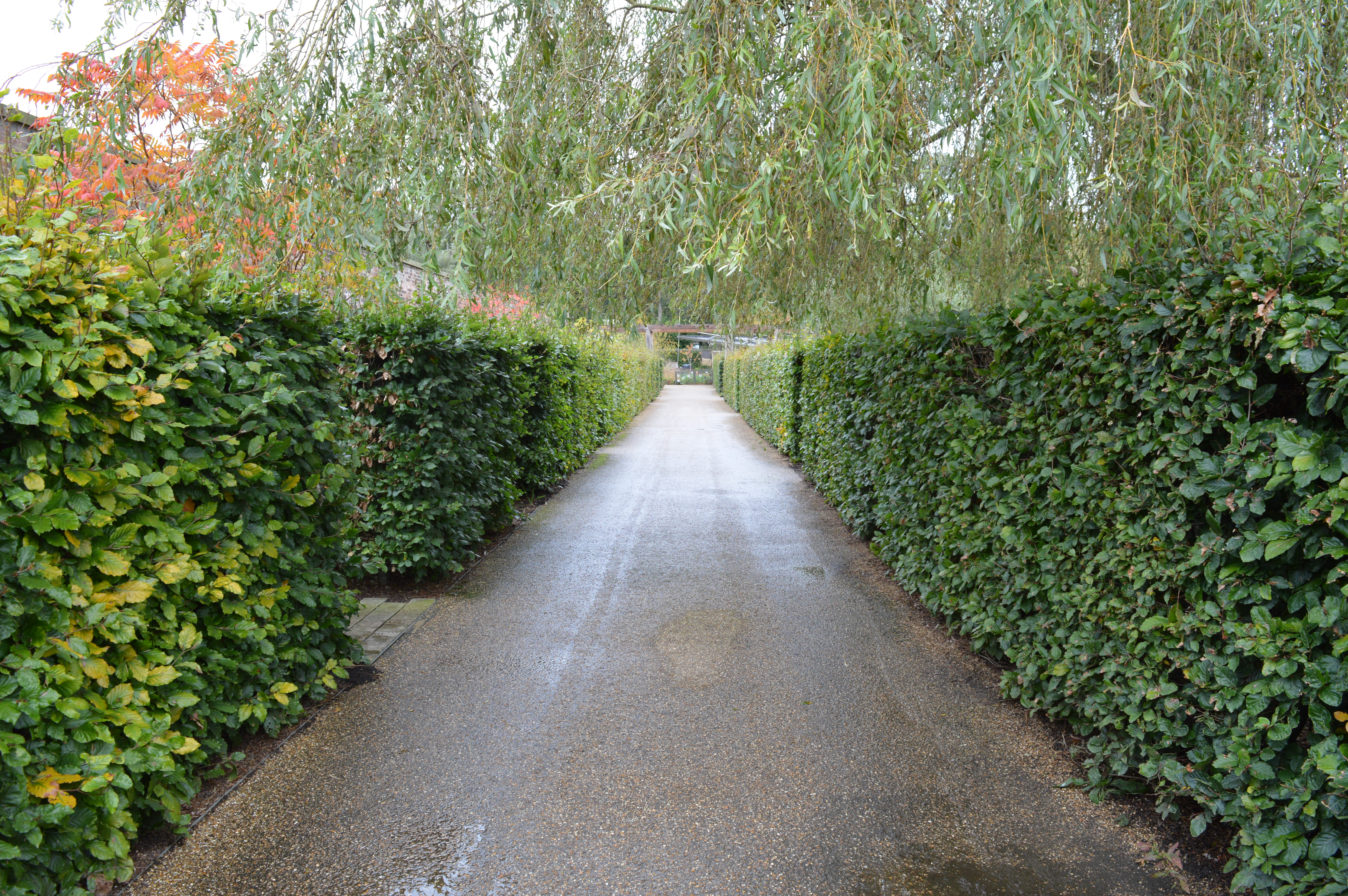 Beech Hedge Planting, RHS Bridgewater, Manchester