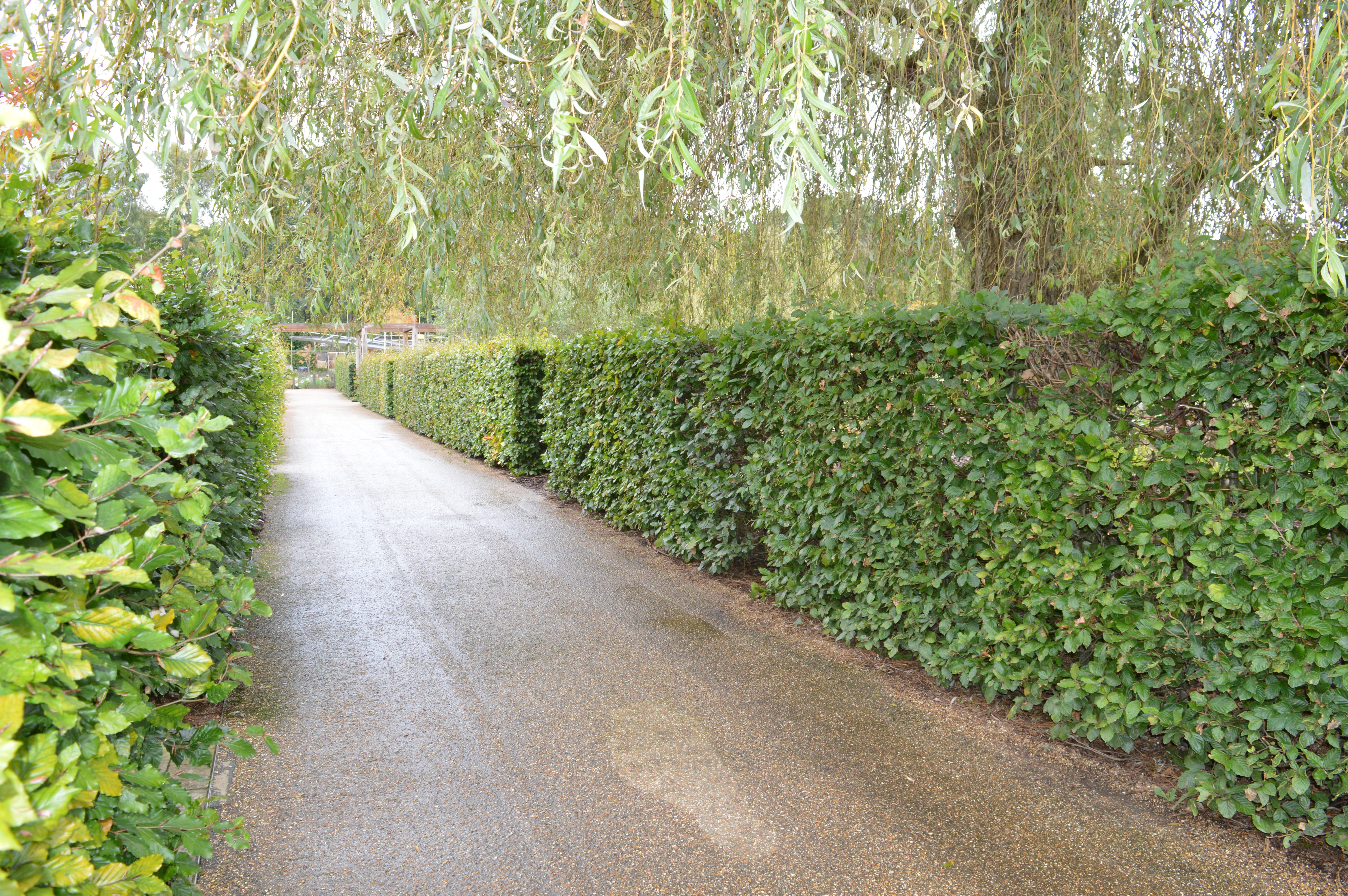 Beech Hedge Planting, RHS Bridgewater, Manchester