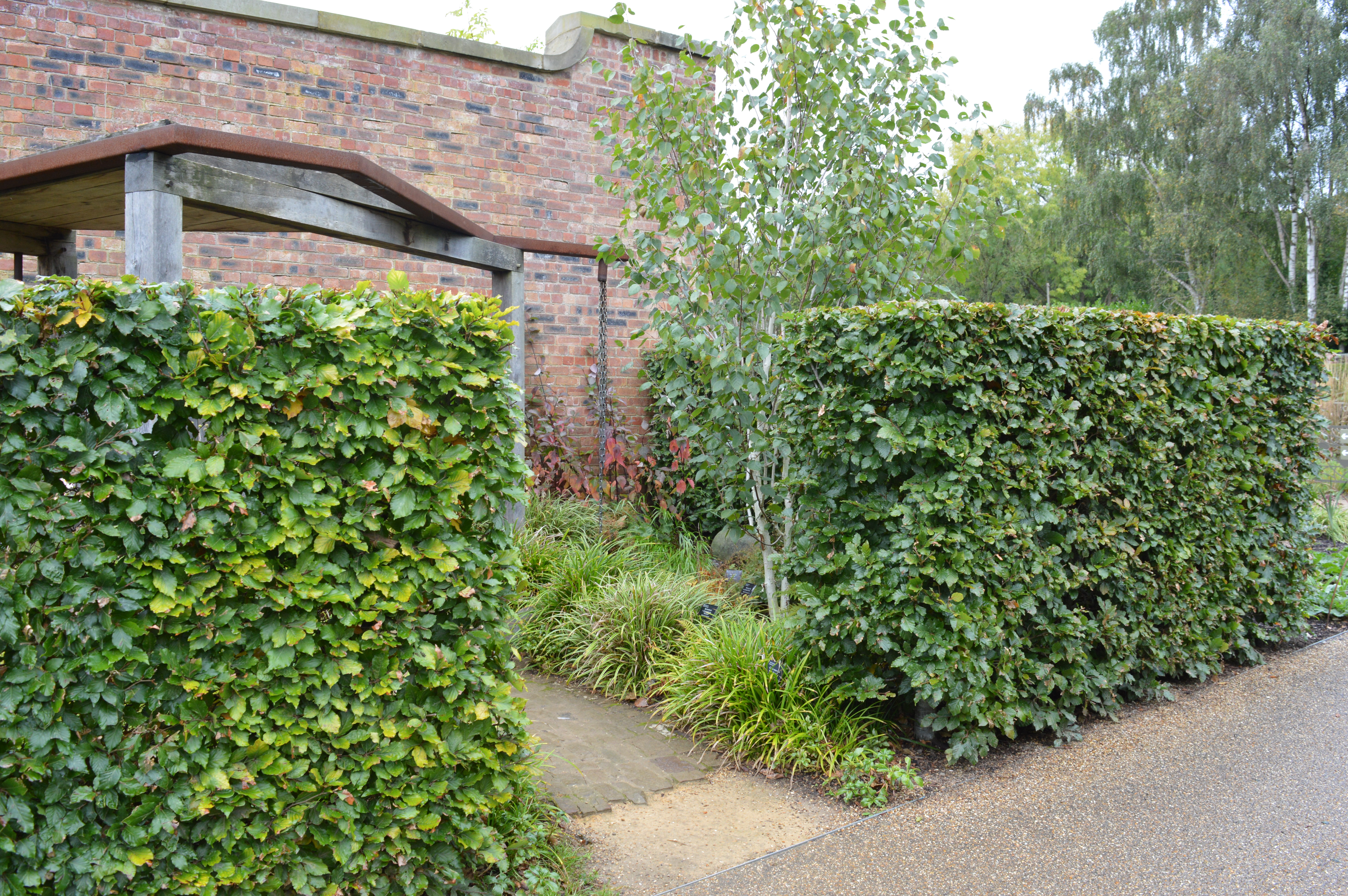 Beech Hedge Planting, RHS Bridgewater, Manchester