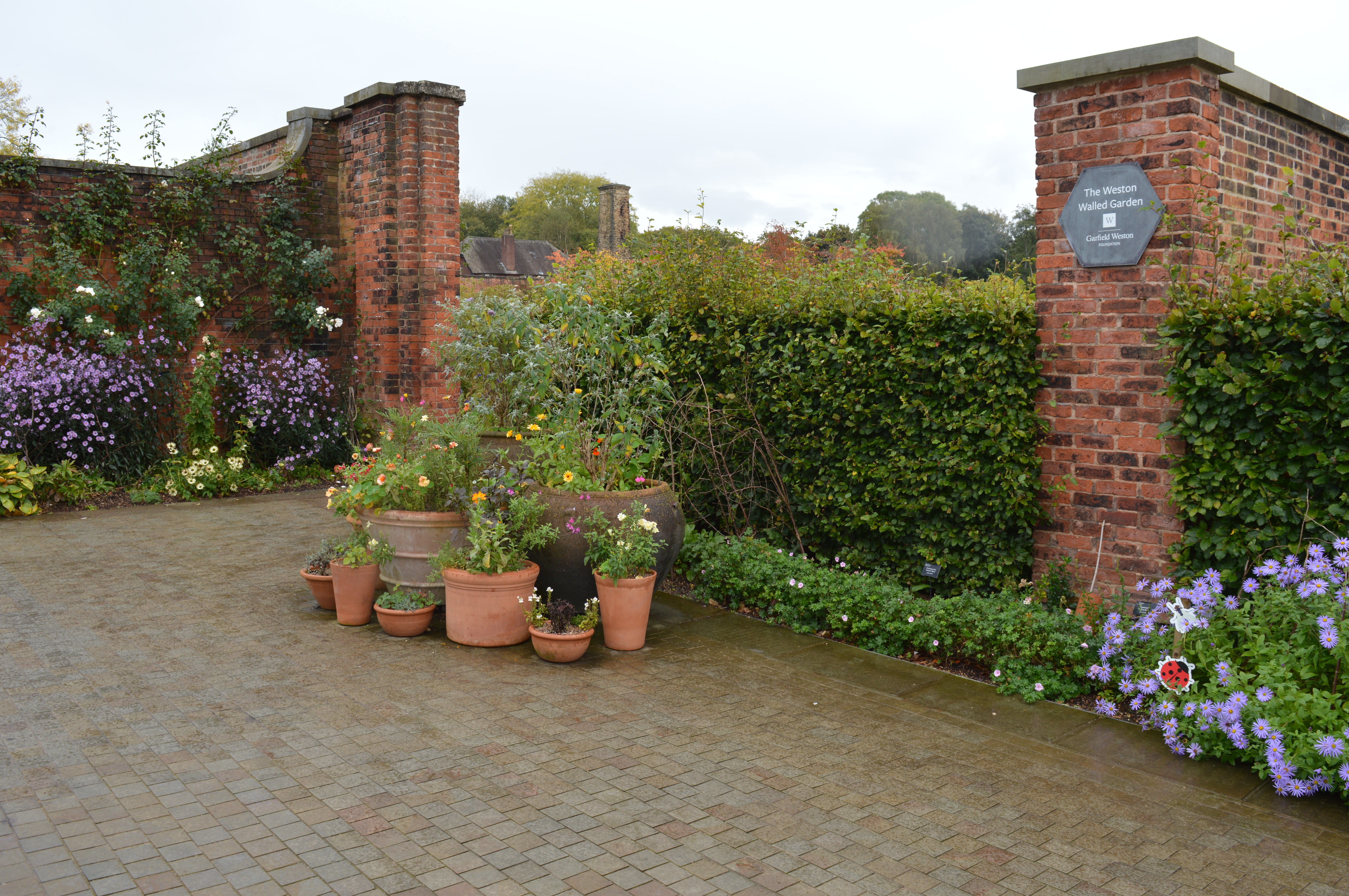 Beech Hedge Planting, RHS Bridgewater, Manchester