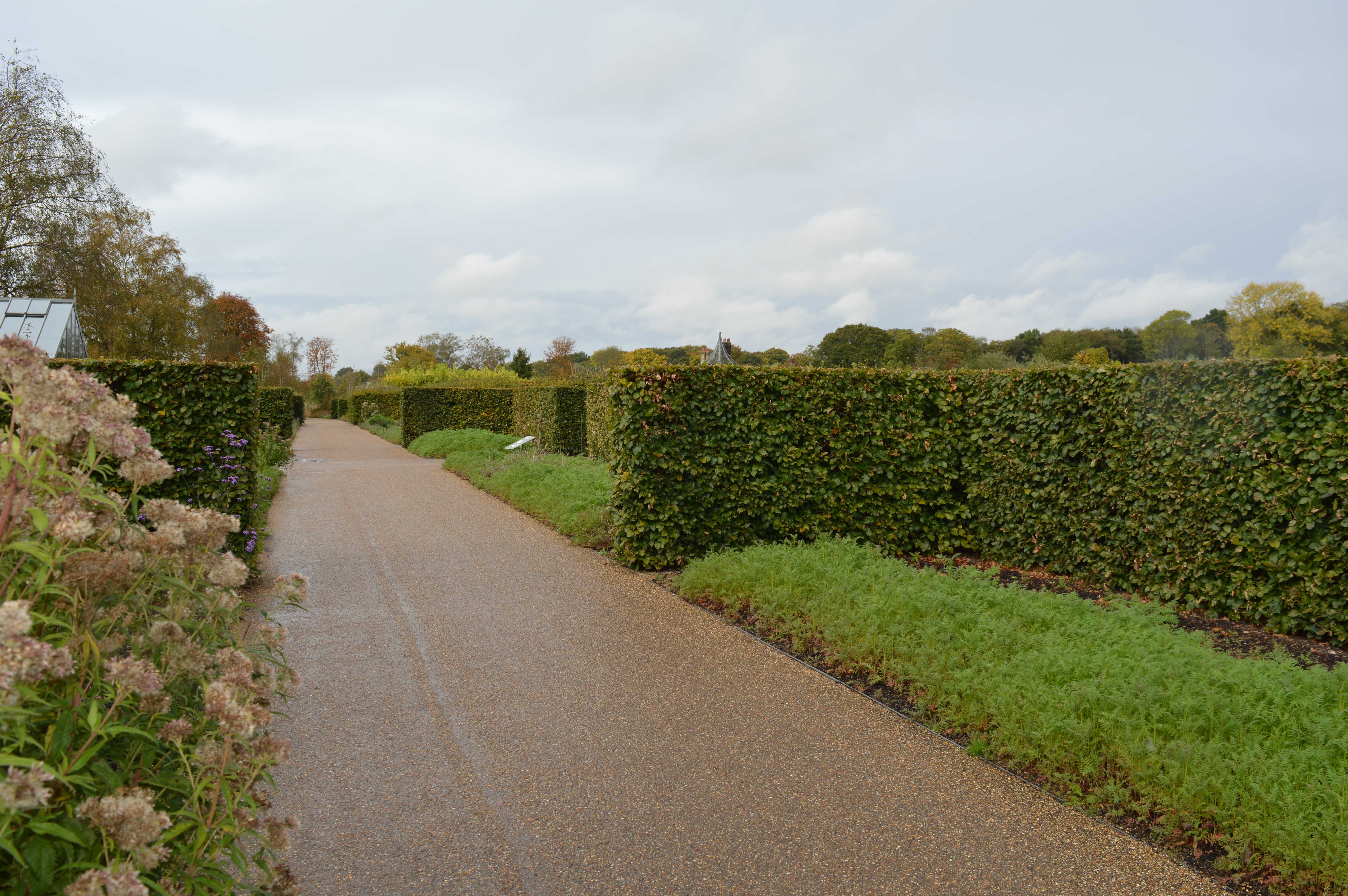 Beech Hedge Planting, RHS Bridgewater, Manchester