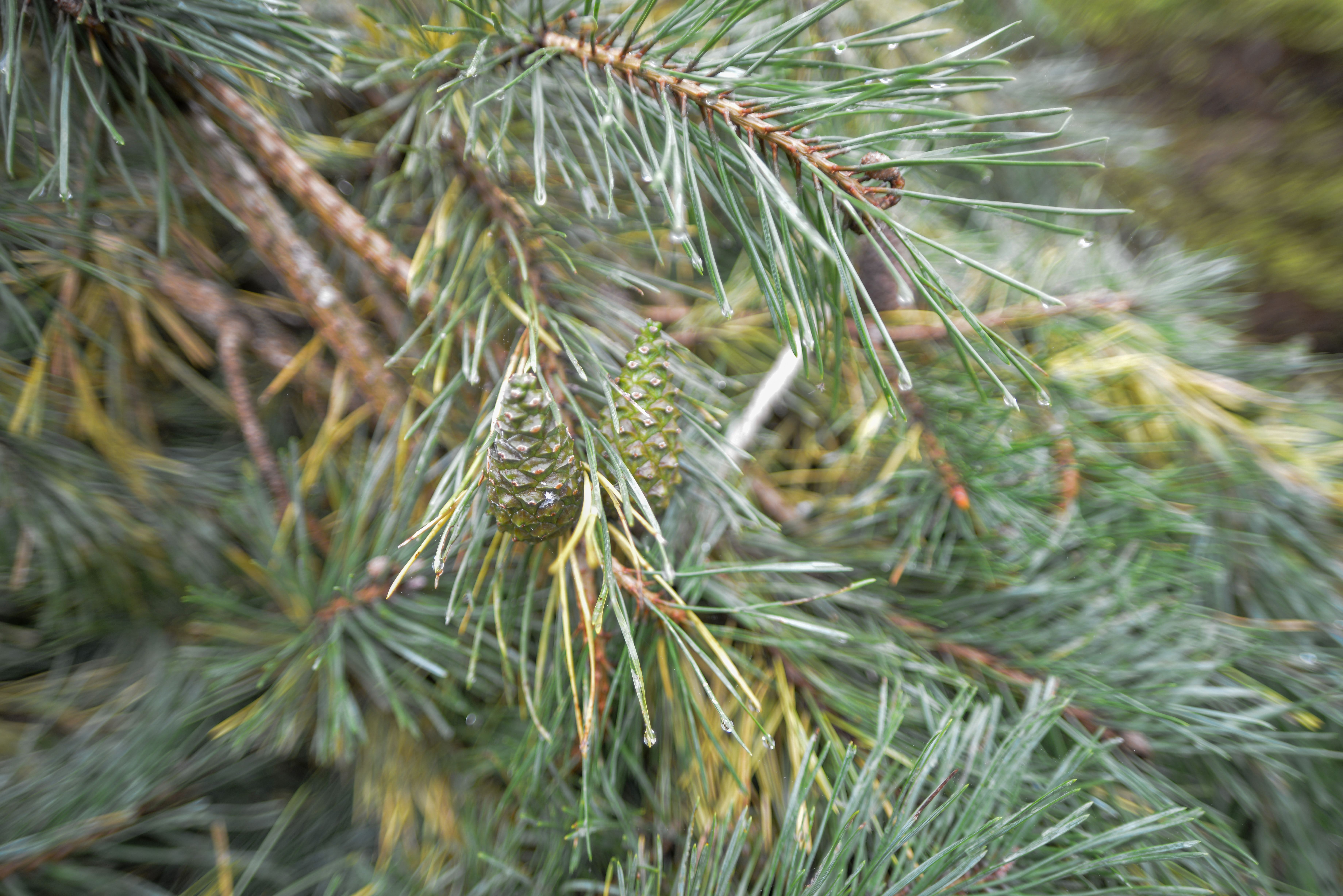 Scots Pine 