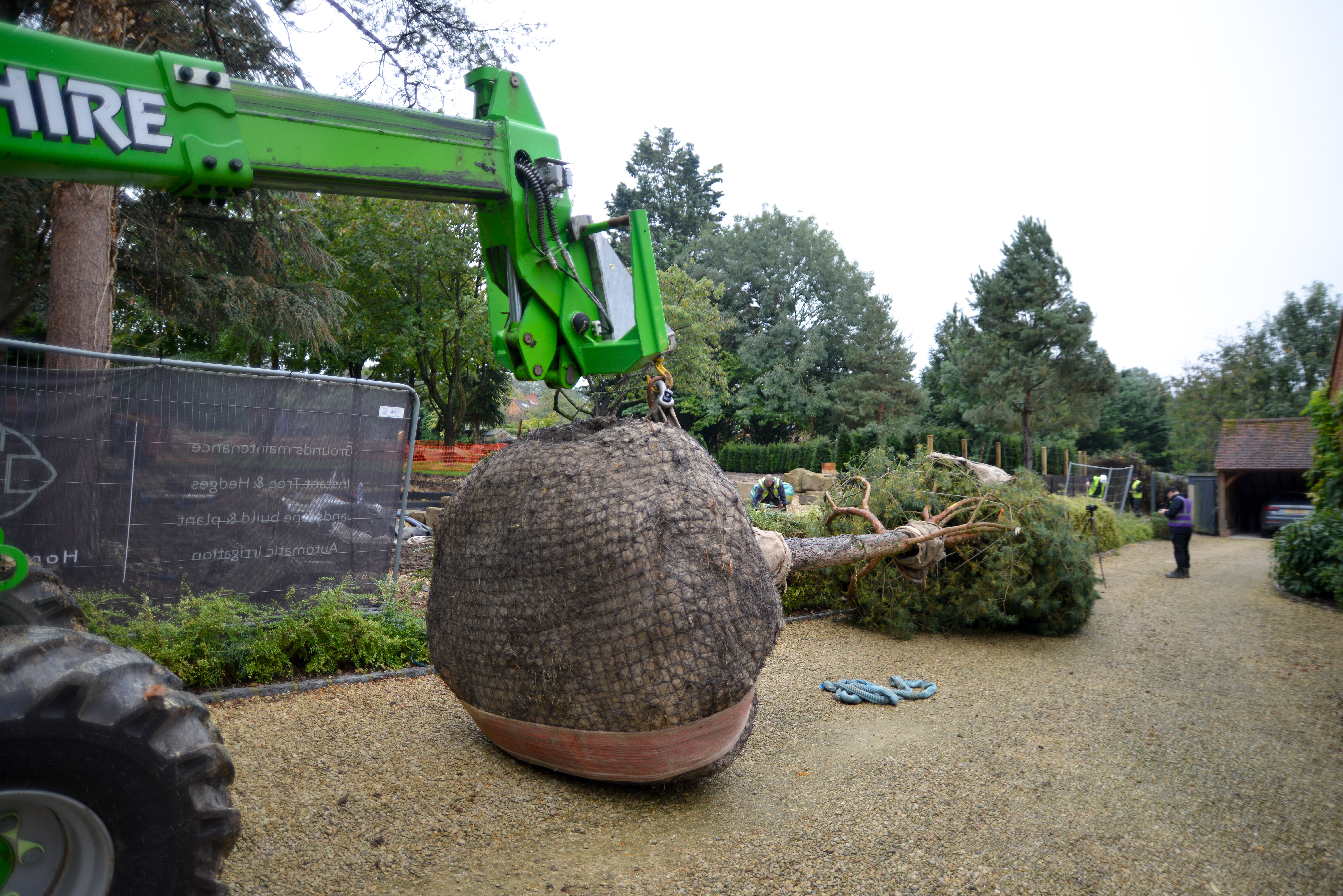 Large Tree and Instant Hedge Planting Berkshire