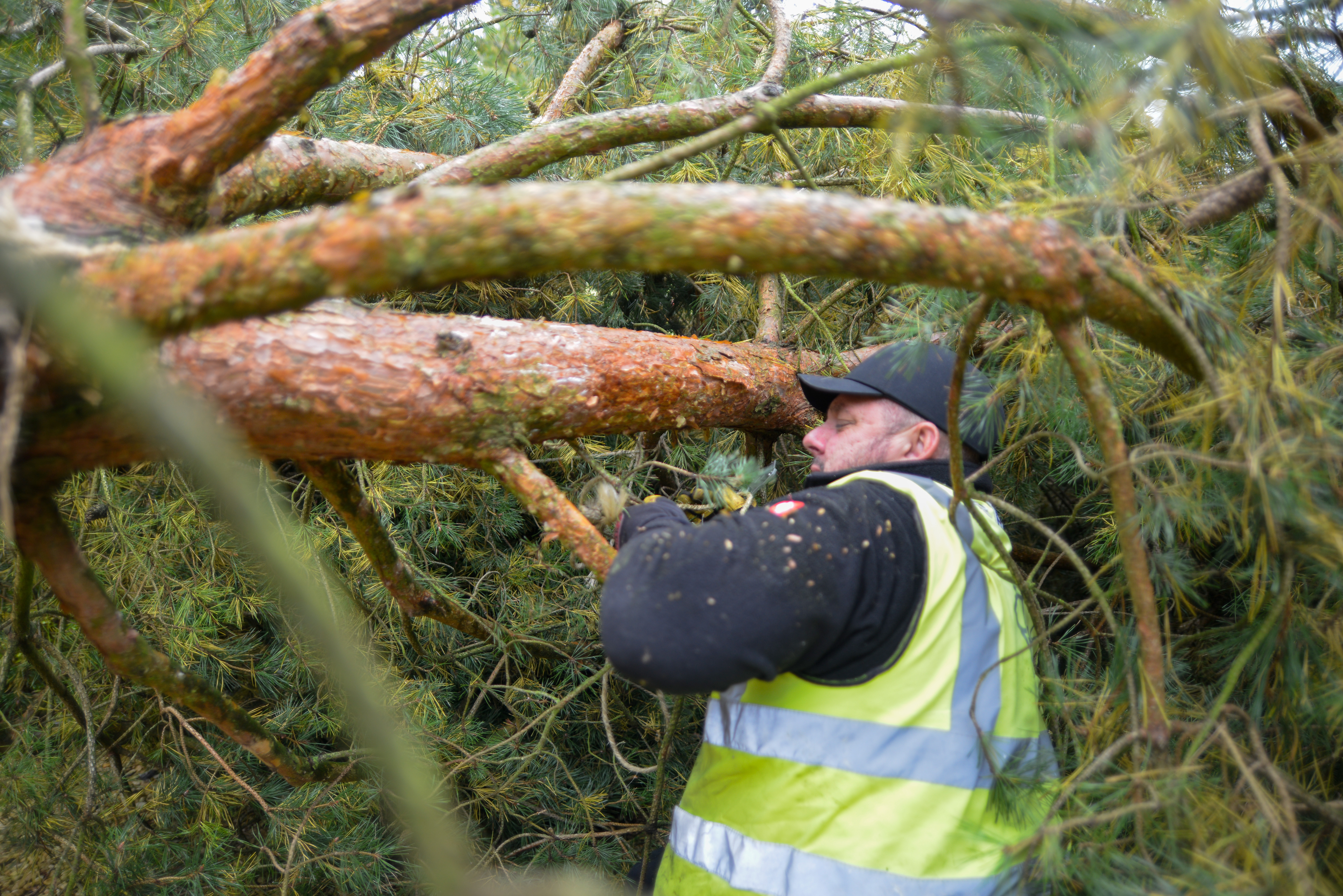 Large Tree and Instant Hedge Planting Berkshire