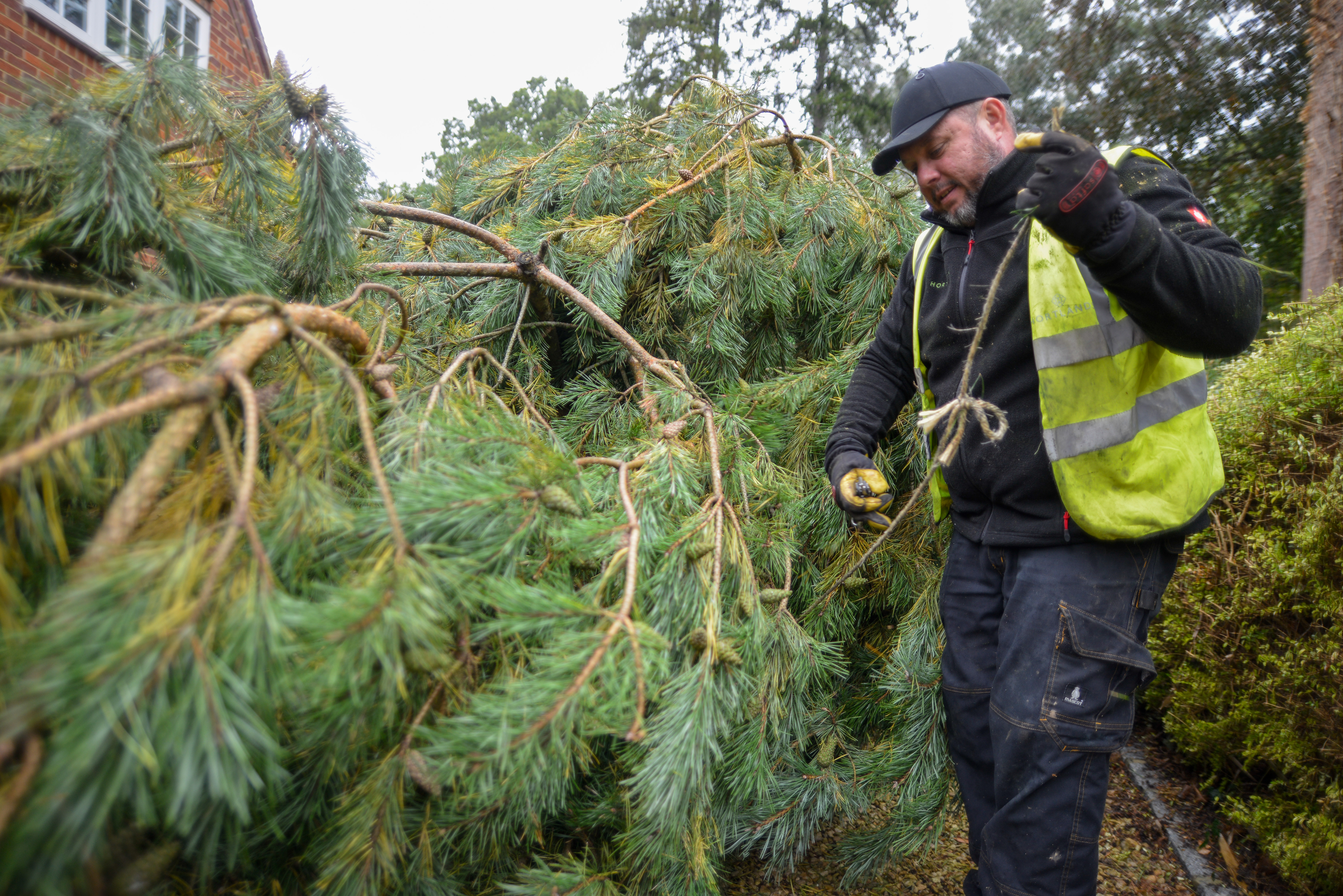 Large Tree and Instant Hedge Planting Berkshire