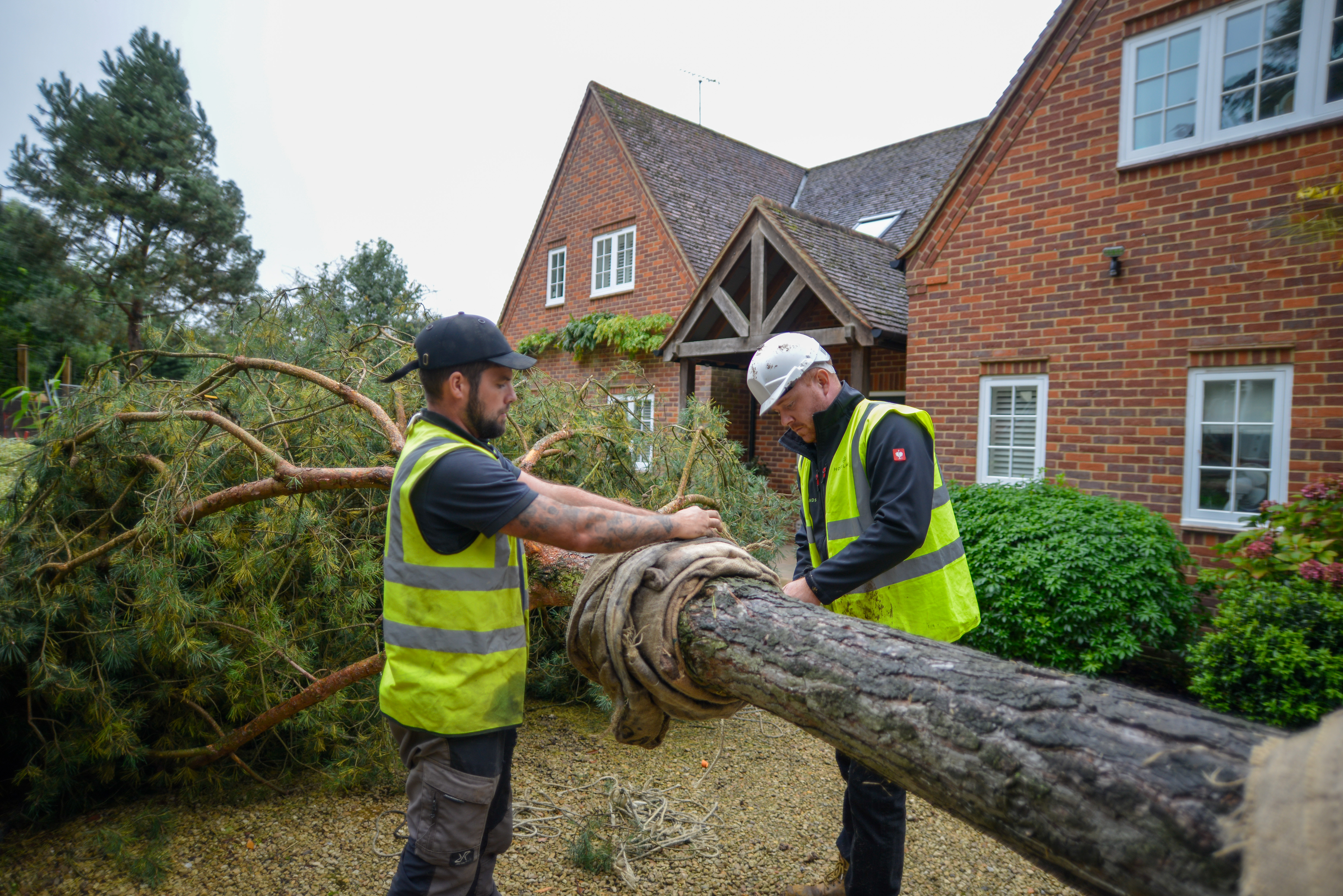 Large Tree and Instant Hedge Planting Berkshire