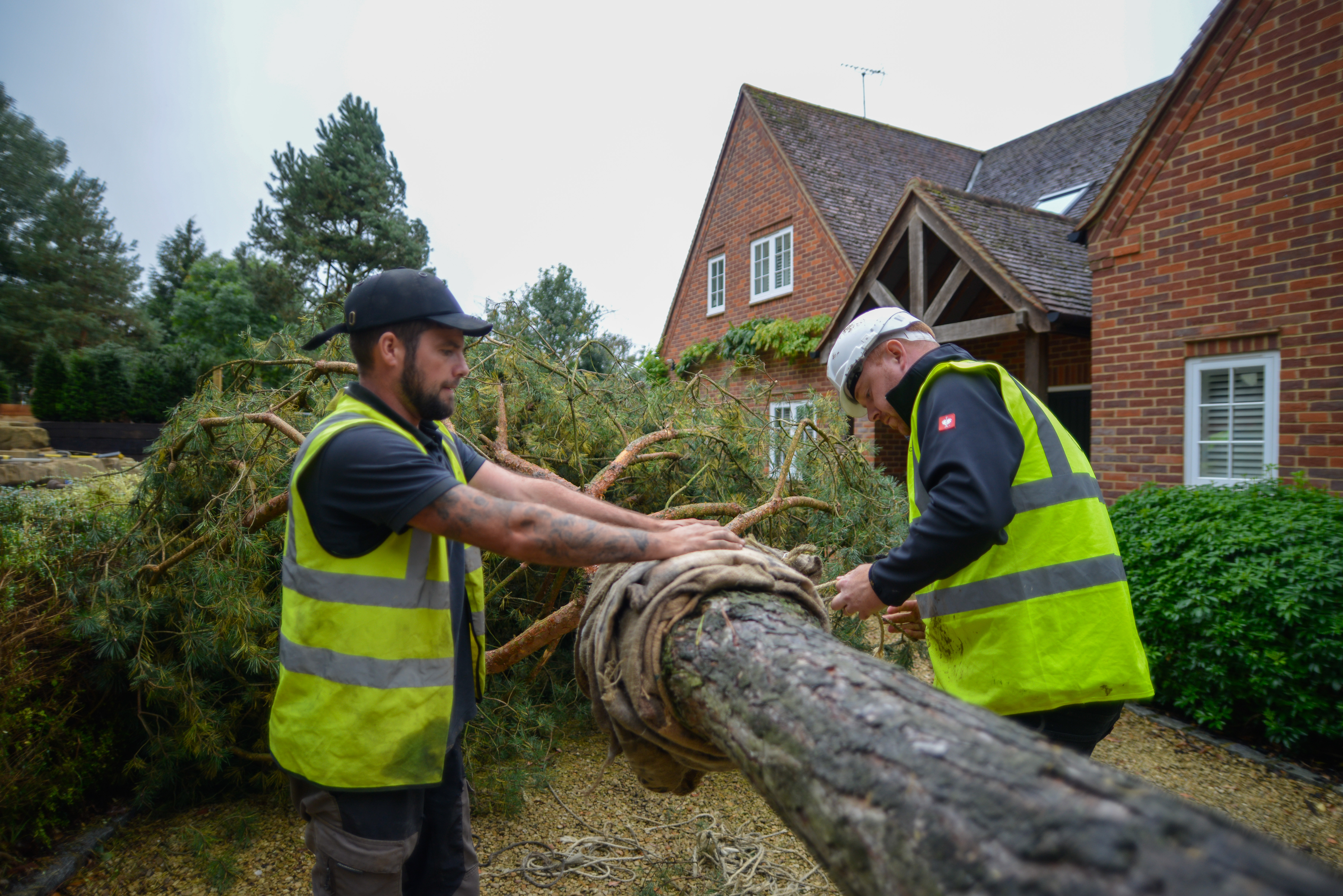 Large Tree and Instant Hedge Planting Berkshire