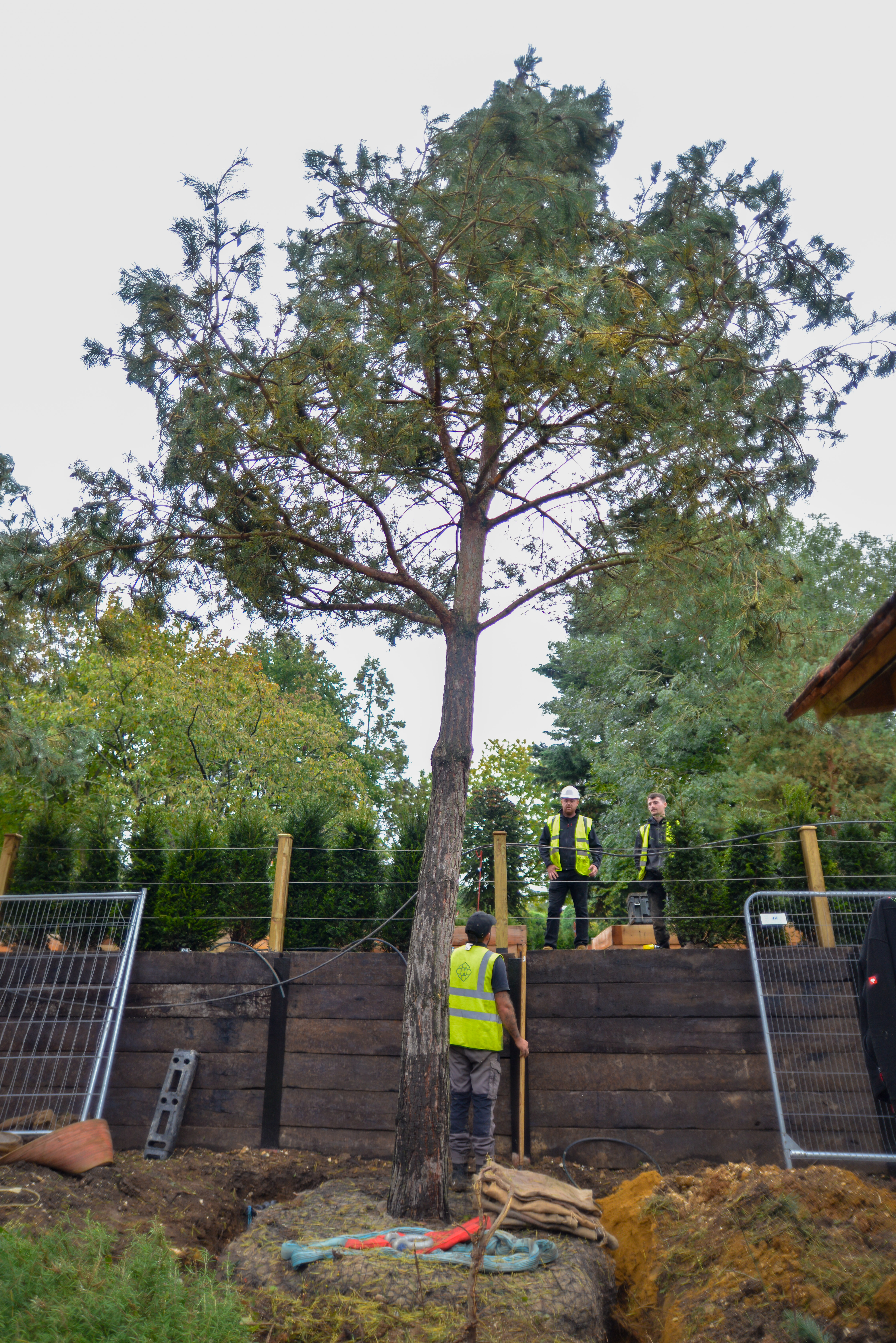 Large Tree and Instant Hedge Planting Berkshire