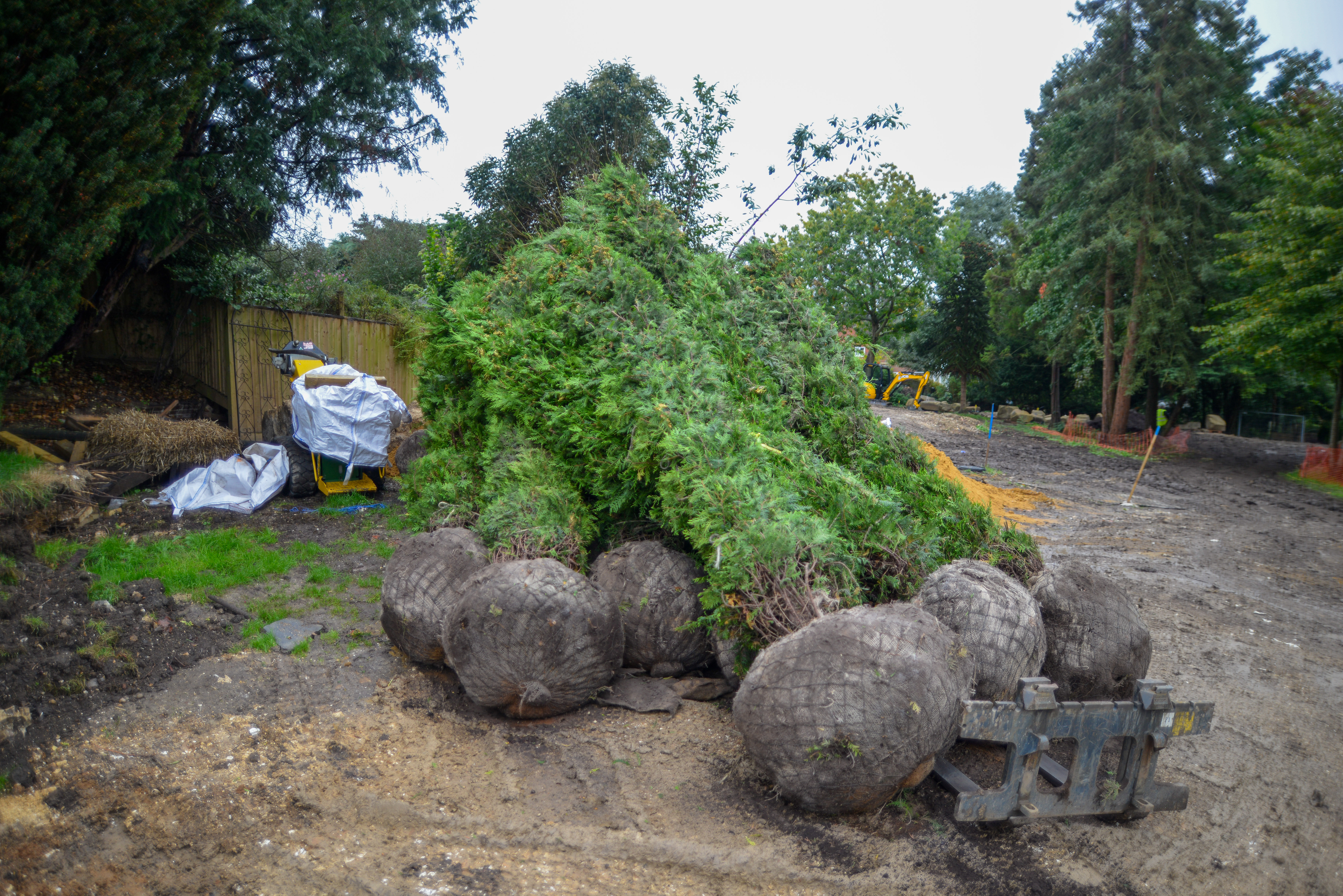 Large Tree and Instant Hedge Planting Berkshire