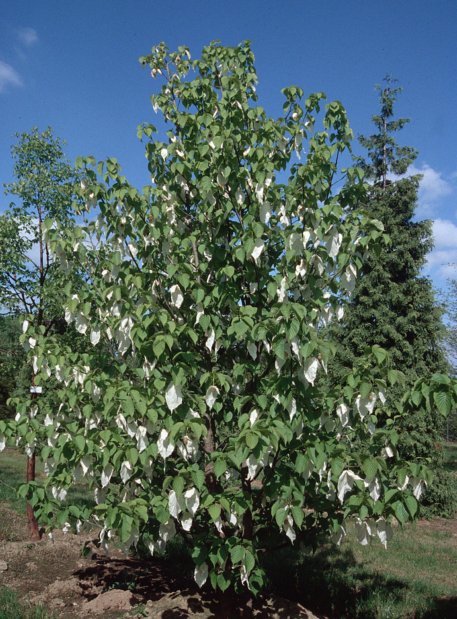 Handkerchief Tree