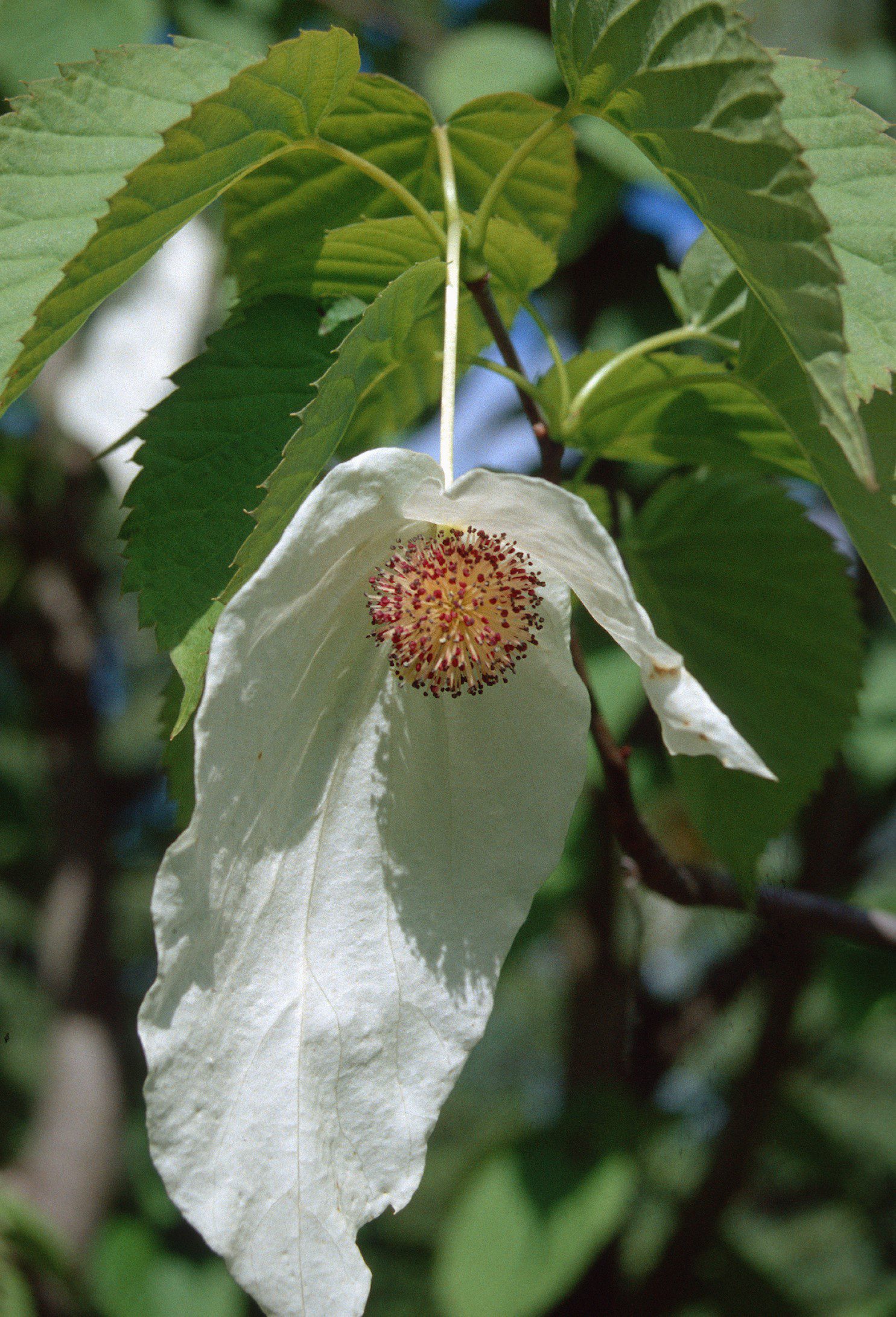 Handkerchief Tree