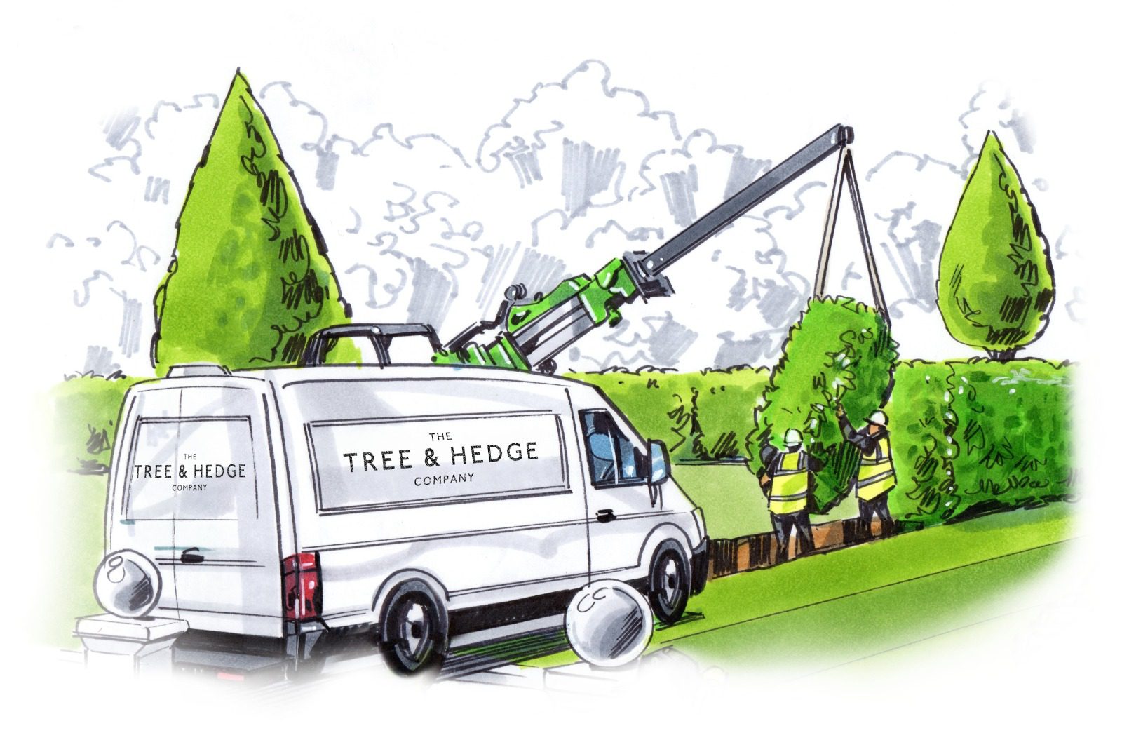 Mature Tree Planting Services