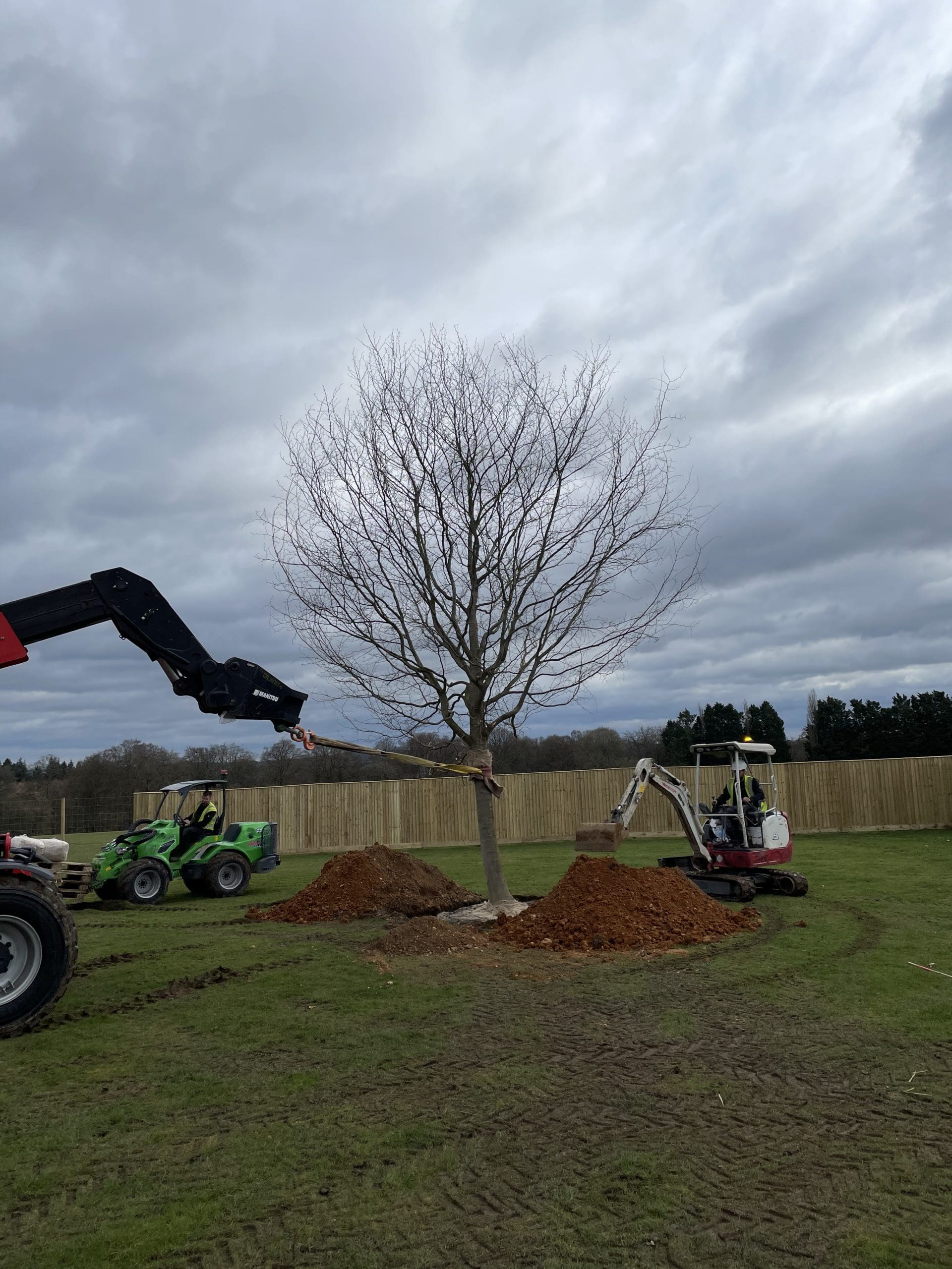 Large Tree Planting, Henley-on-Thames, Oxfordshire
