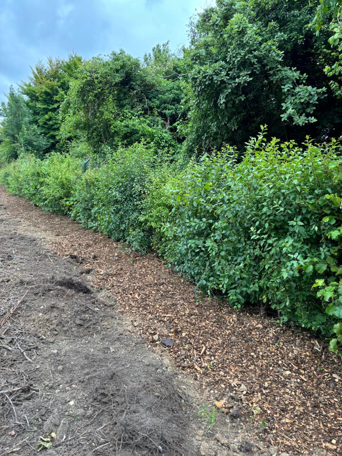 Mixed Native Instant Hedge Marlow