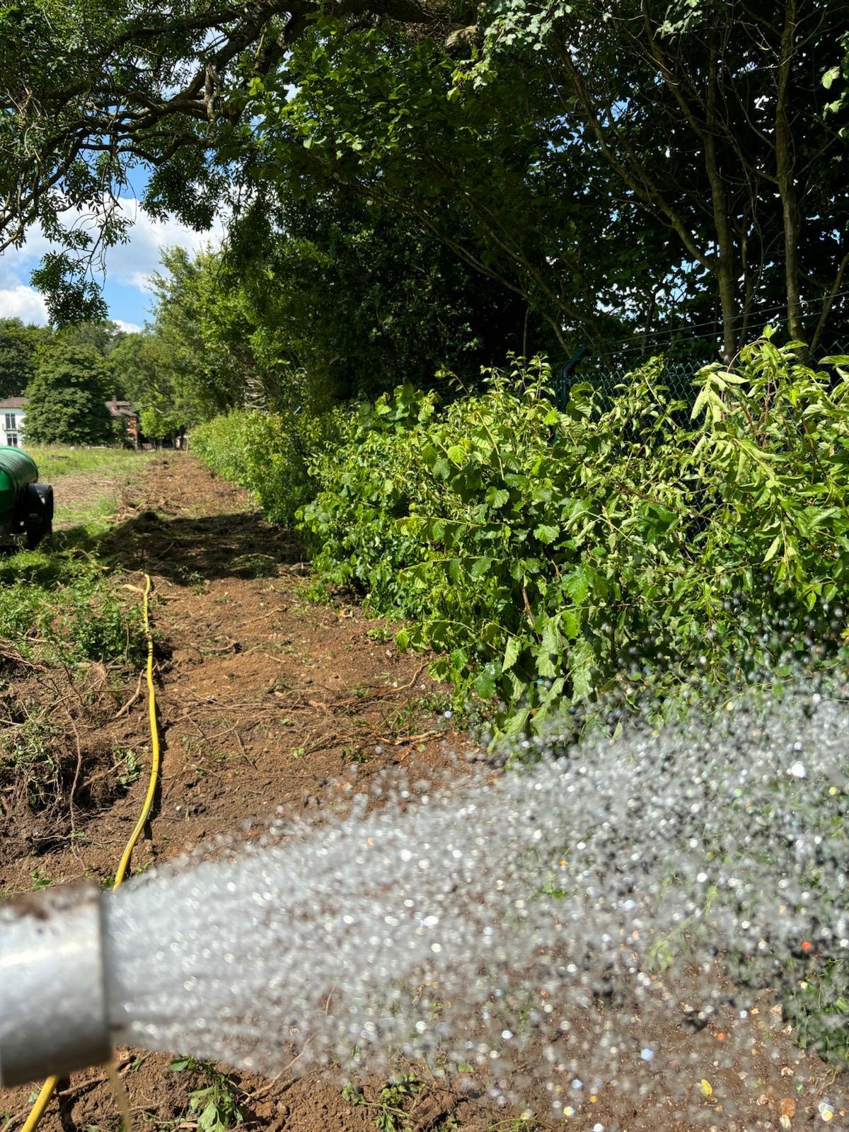 Mixed Native Instant Hedge Marlow