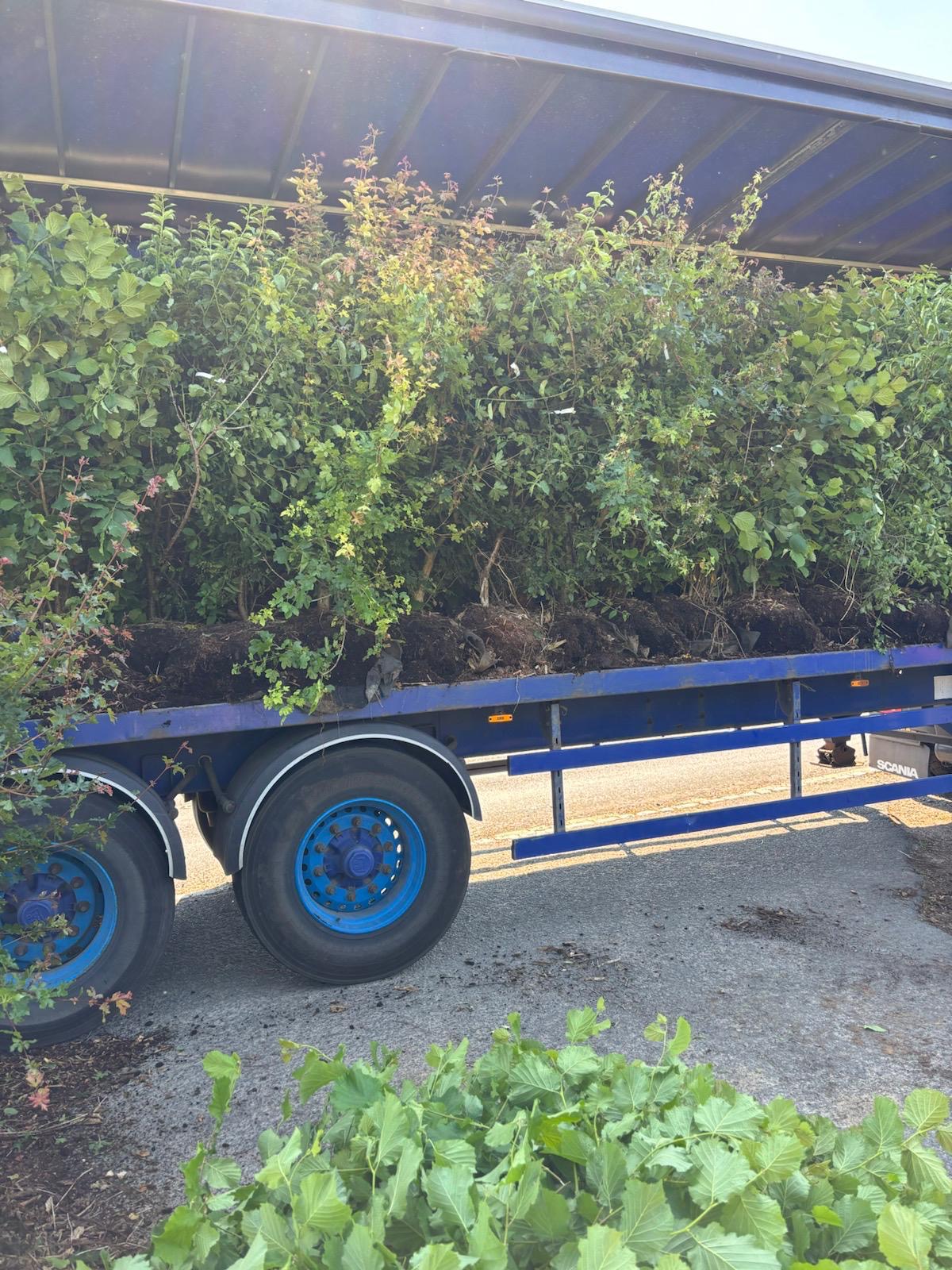 Mixed Native Instant Hedge Marlow