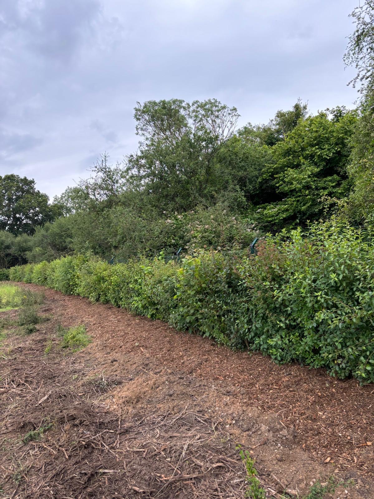 Mixed Native Instant Hedge Marlow