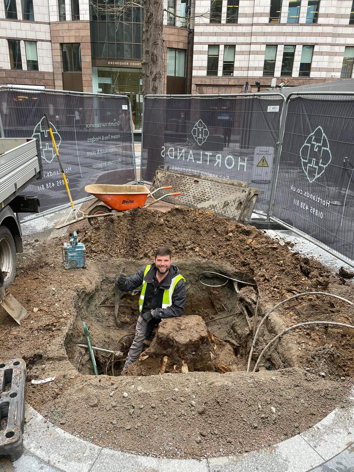 Tree Planting, Rejuvenating and Irrigation at The Gherkin, London