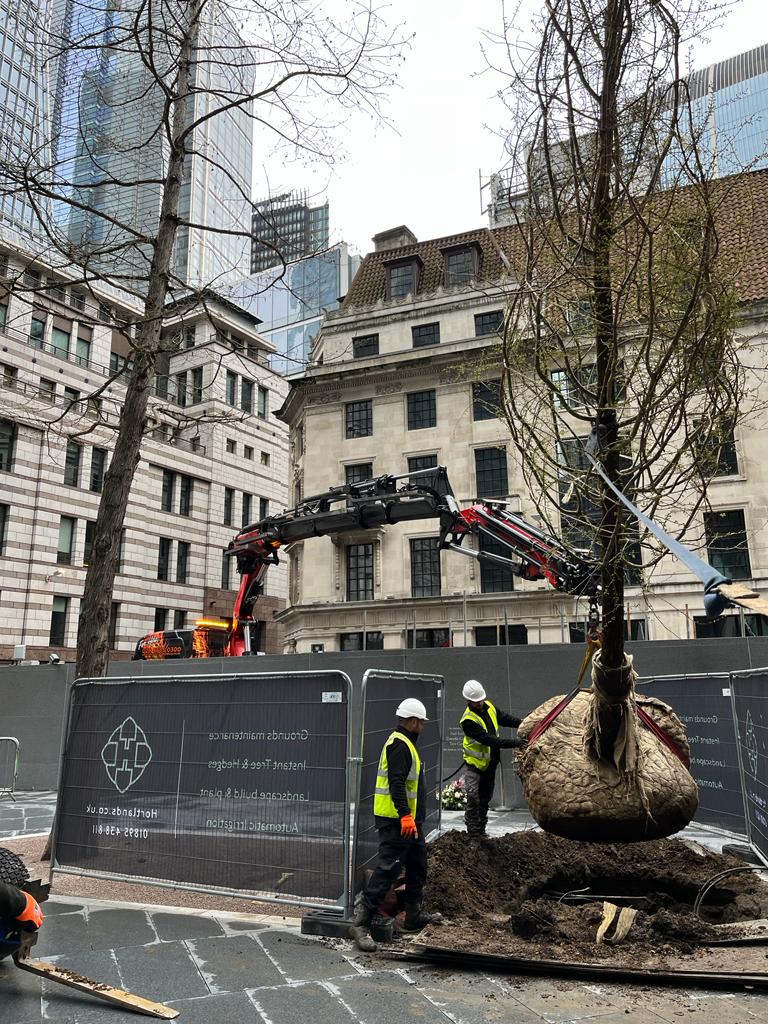 Tree Planting, Rejuvenating and Irrigation at The Gherkin, London