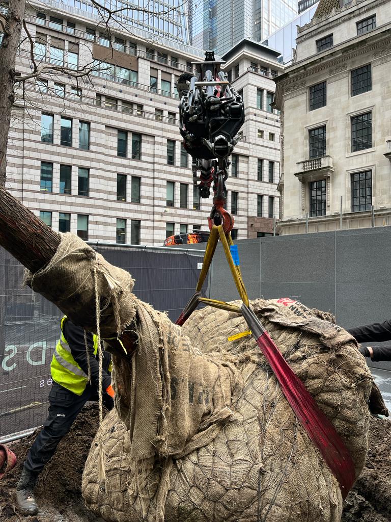 Tree Planting, Rejuvenating and Irrigation at The Gherkin, London