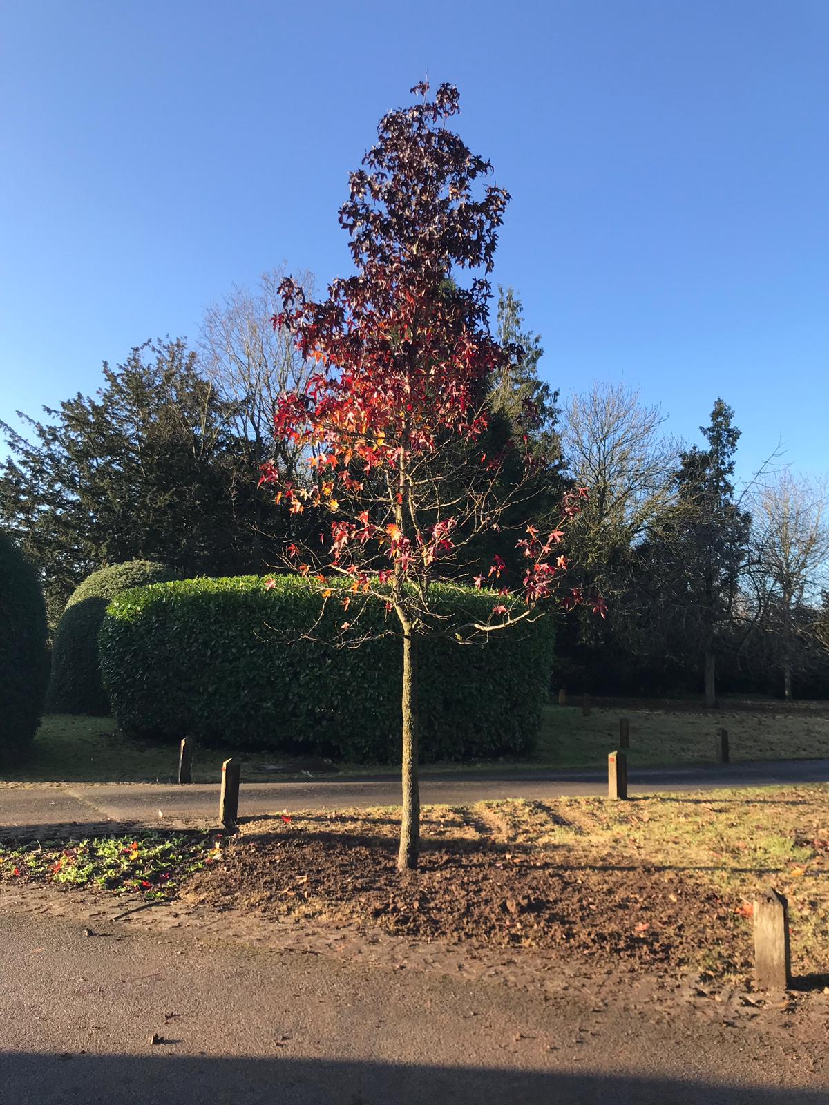 Tree Planting, Bourton Hall, Warwickshire