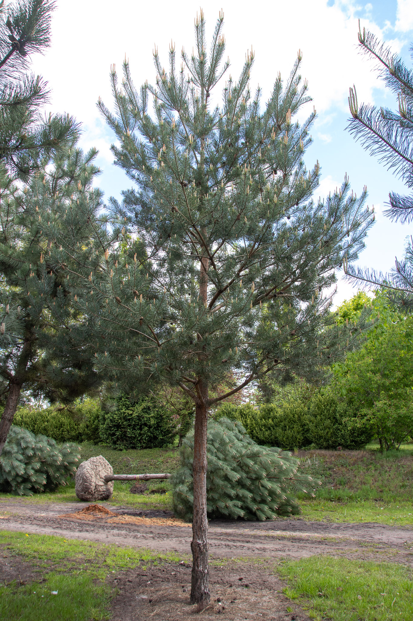 Scots Pine 