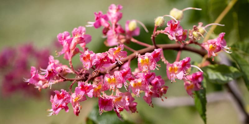 Pink Flowering Trees