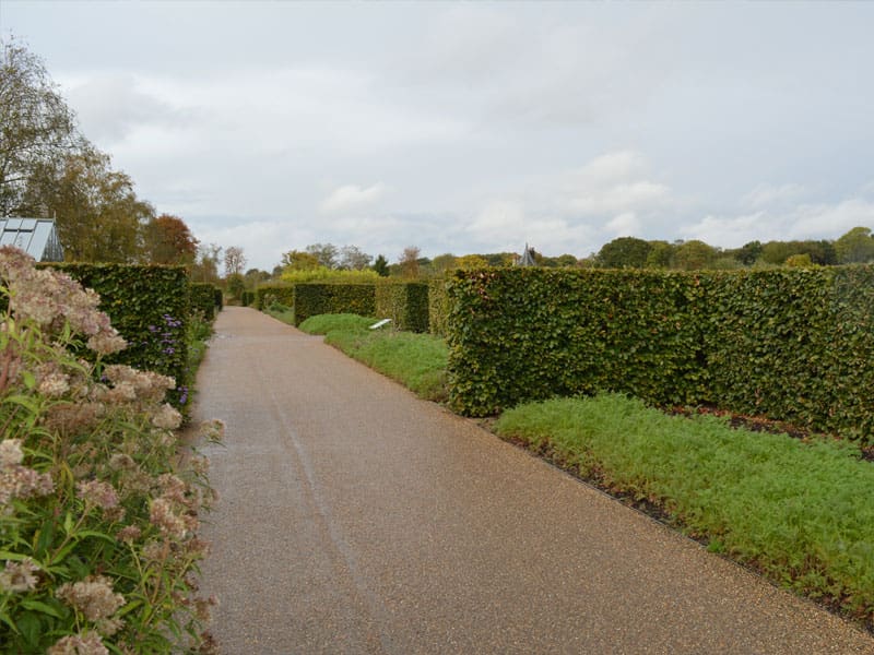 Beech Instant Hedge Planting