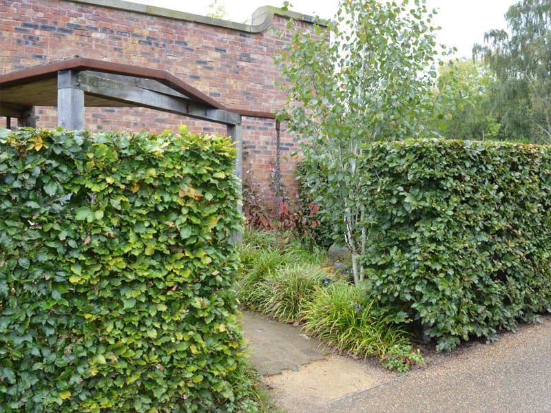 Beech Instant Hedge Planting
