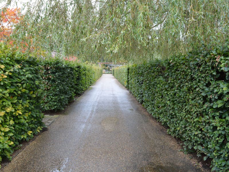 Beech Instant Hedge Planting