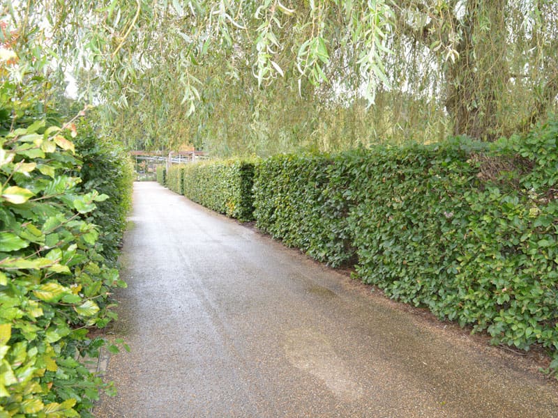 Beech Instant Hedge Planting