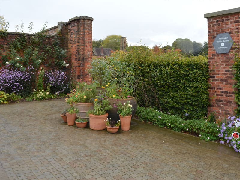 Beech Instant Hedge Planting