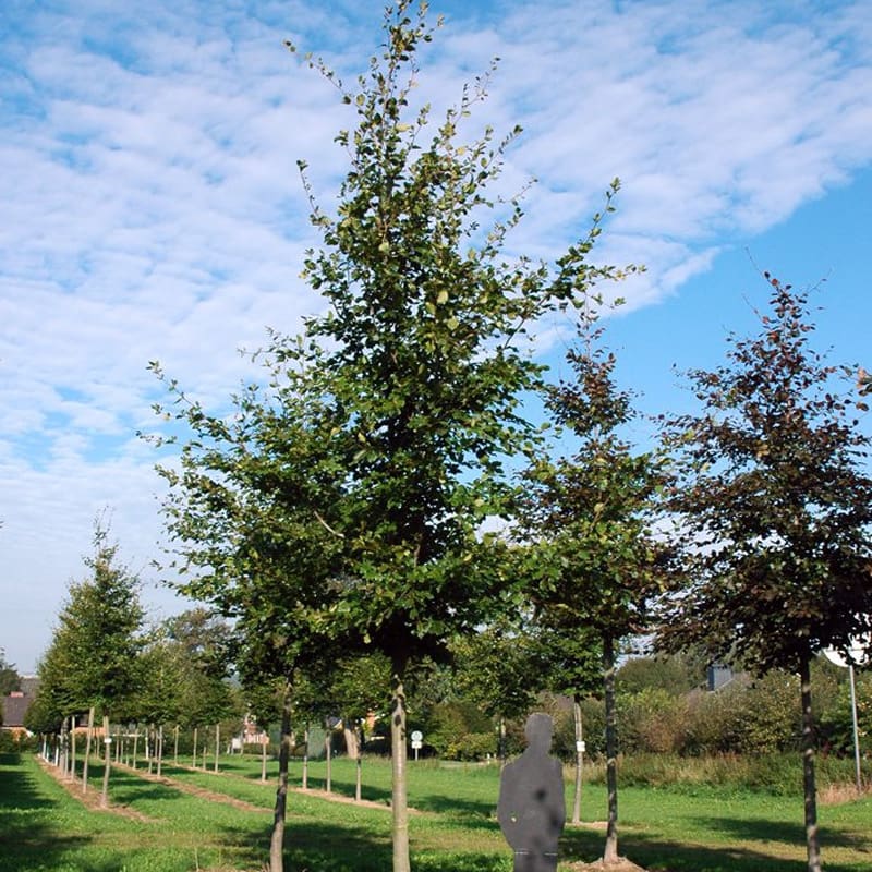 Beech Tree
