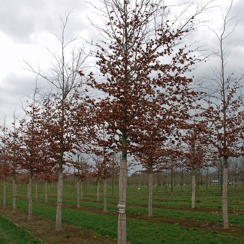 Beech Tree