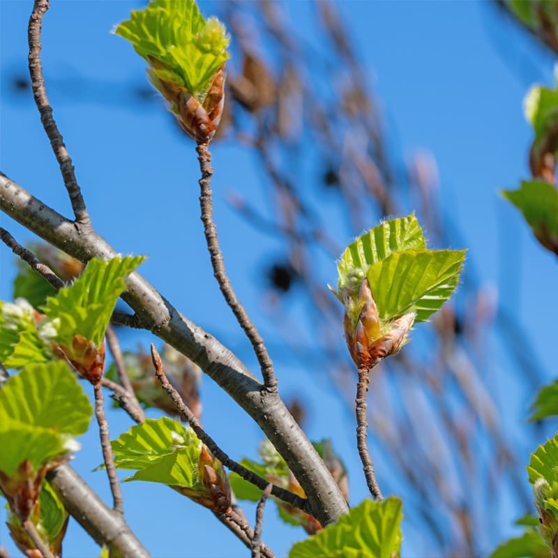 Beech Tree
