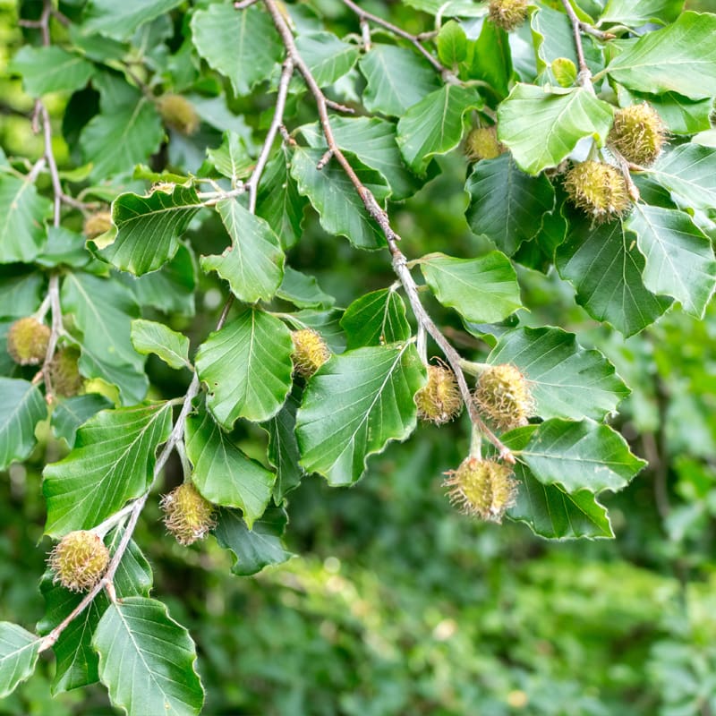 Beech Tree