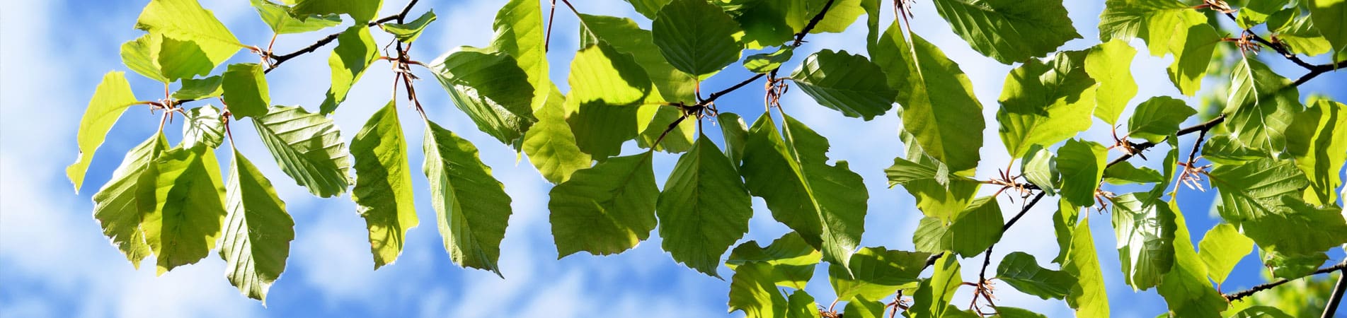 Beech Trees For Sale