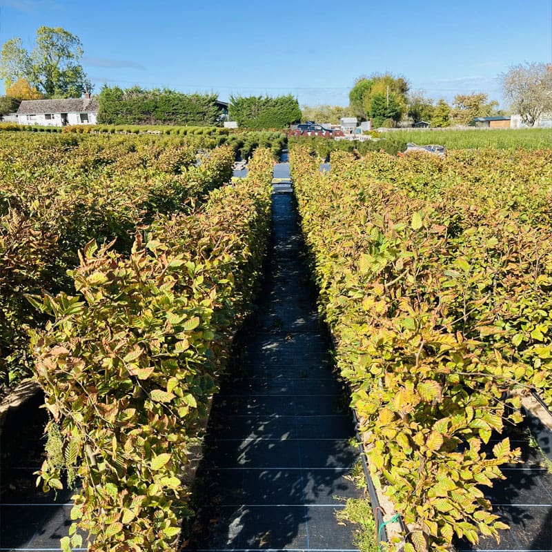 Hornbeam Instant Hedge