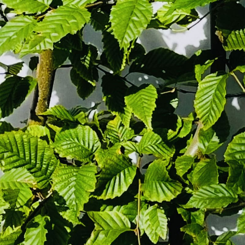 Hornbeam Instant Hedge