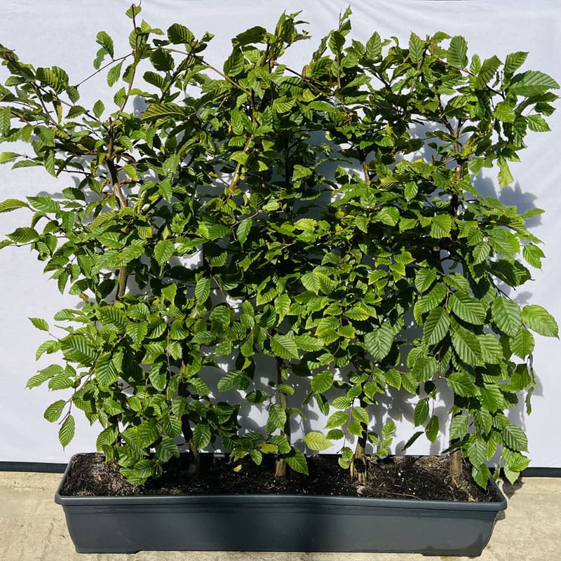 Hornbeam Instant Hedge