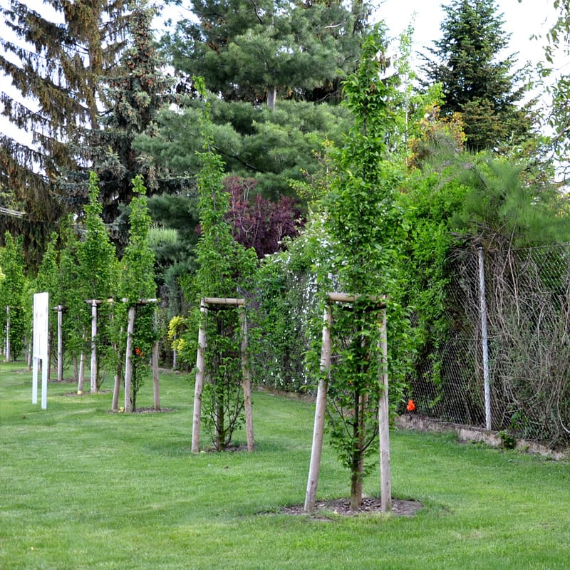 Hornbeam Tree