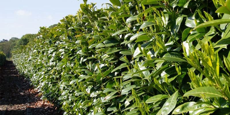 Looking for a cherry laurel hedge?