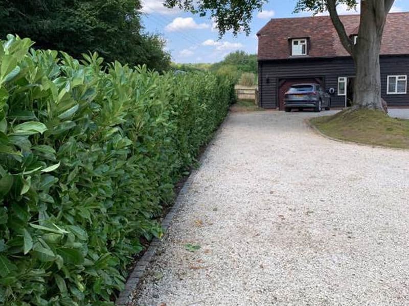 Cherry Laurel Instant Hedge Installation