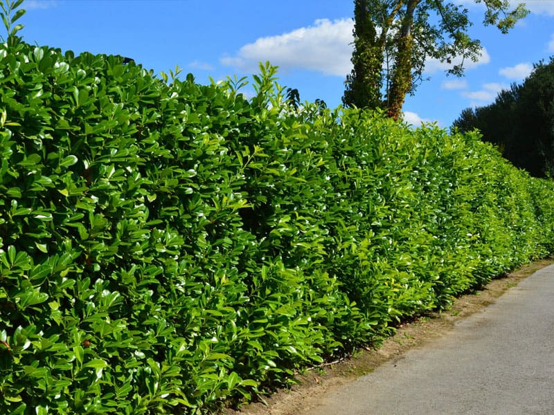 Cherry Laurel Instant Hedge Planting
